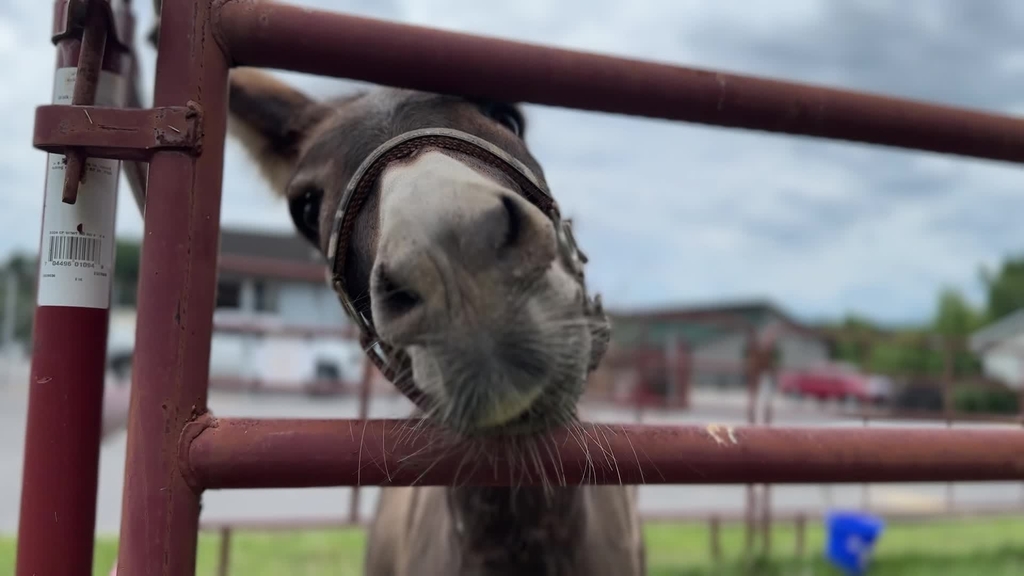 Towel-eating donkey and ailing mother saved by expertise of Veterinary Teaching Hospital