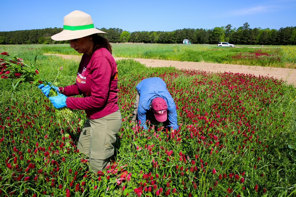 Virginia Tech student creates opportunity for expanding domestic edamame production