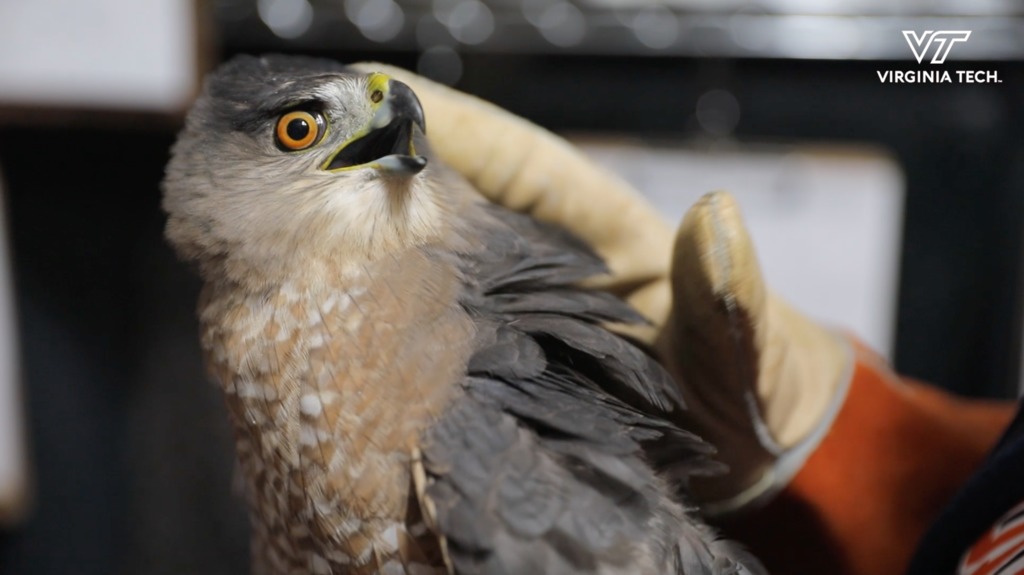 Hokies help Cooper's hawk spread its wings and fly
