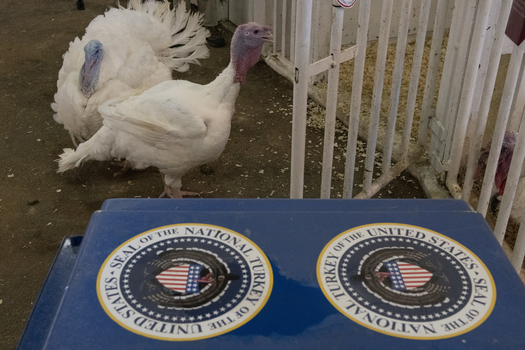 Presidential Turkeys make Virginia Tech home