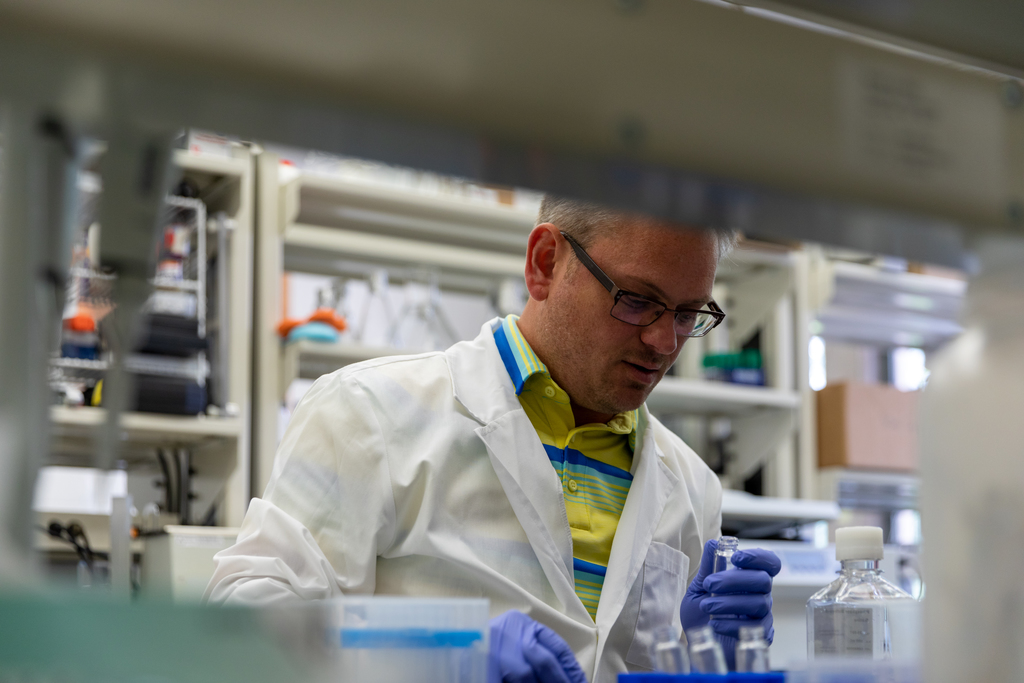 Virginia Tech researcher discovers cellular cause of Lyme arthritis that could open door to cure