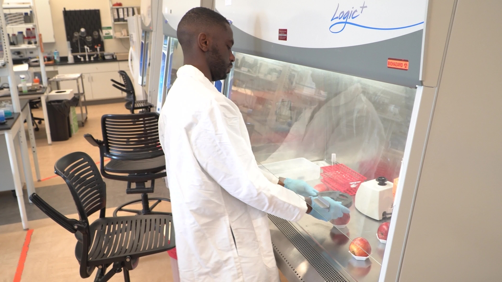 Food science student's apple-picking bag research aims to keep fresh produce safe from E. coli