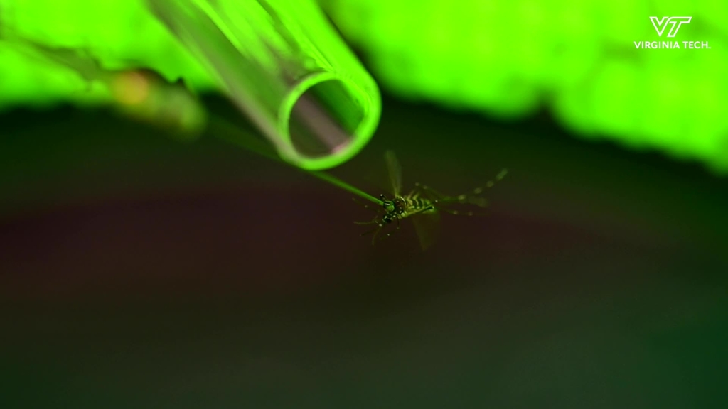 Understanding Mosquito Behavior to Prevent Disease Spread