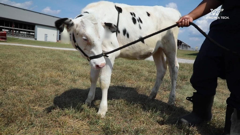 Dairy Handling 101
