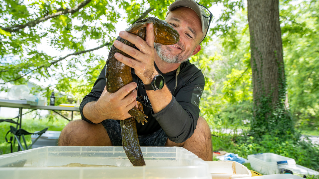 Hellbender salamander faces water quality woes