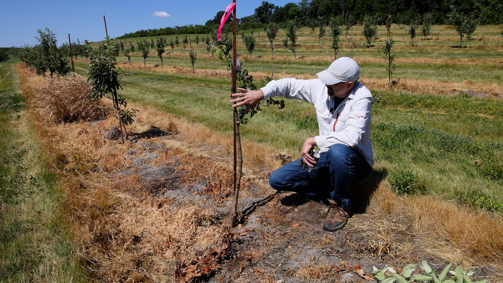 Leading the way in the battle against fire blight