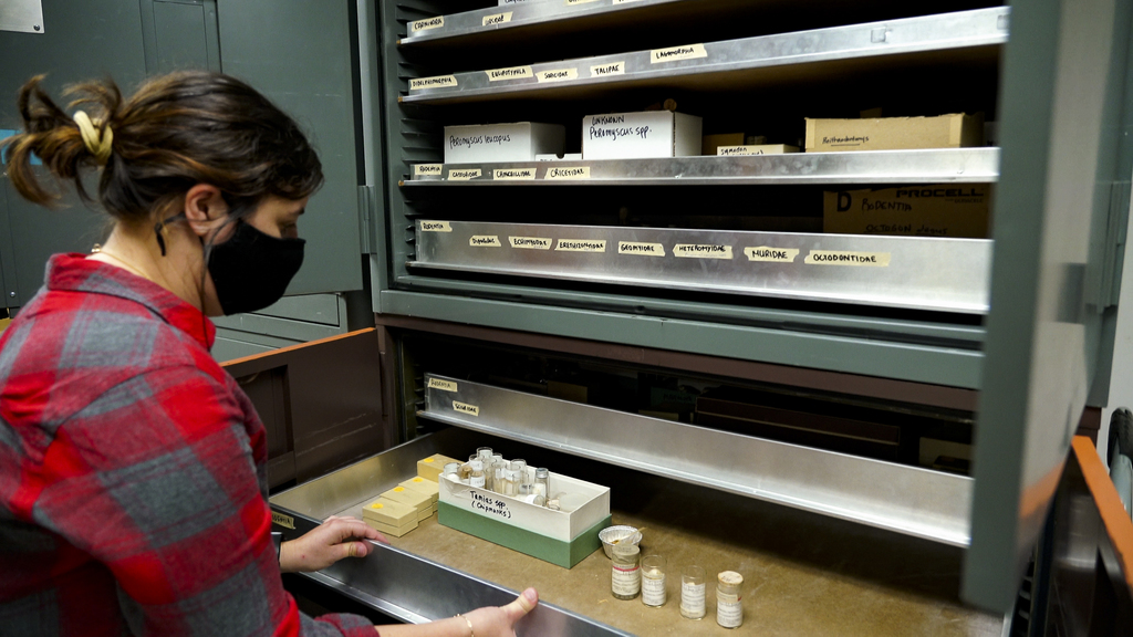CNRE Museum collection seeks to expand to broaden students hands-on learning experiences