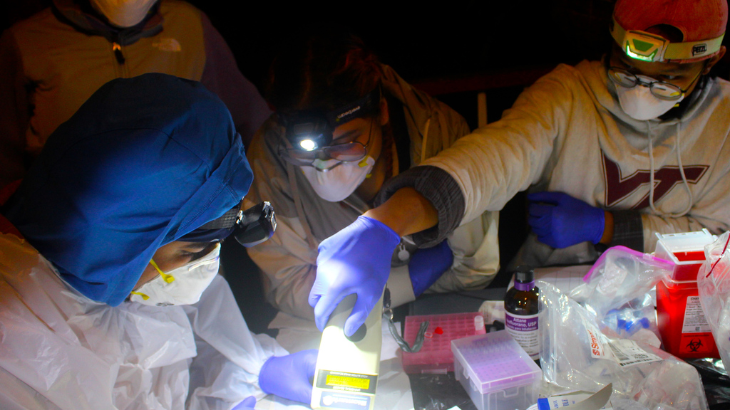 Bat researchers find rich diversity in Colombia