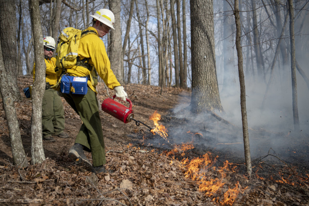 Fire and forest ecology