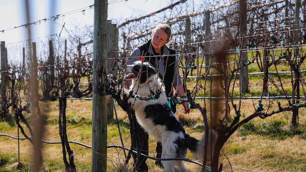 Researching how detection dogs can combat invasive species and plant disease