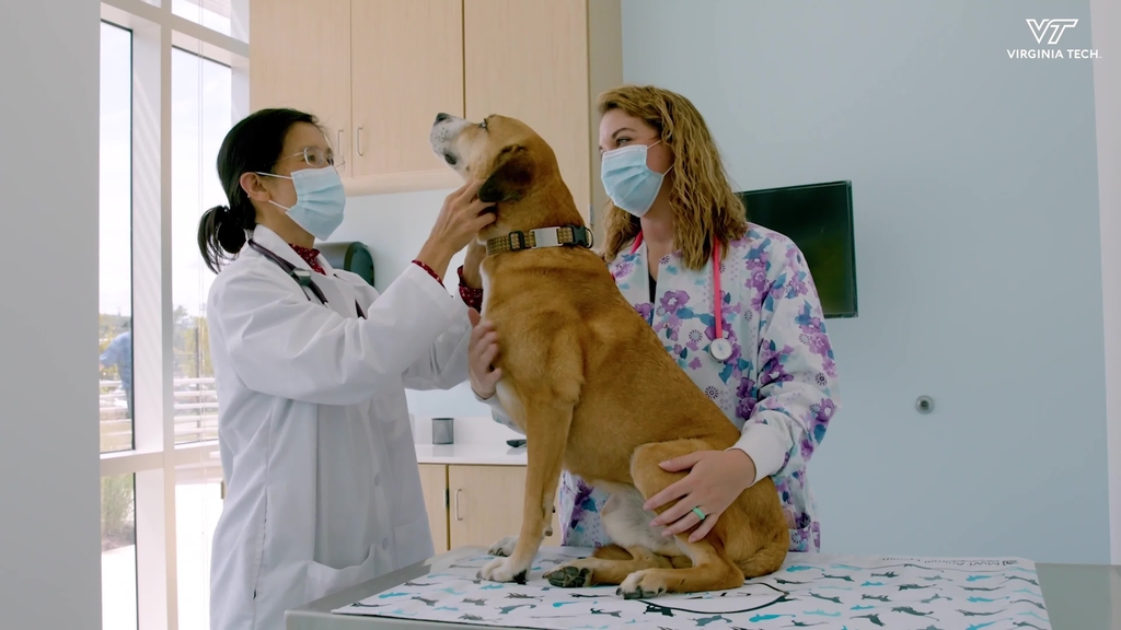 Animal Cancer Care and Research Center opens for comprehensive care of dogs and cats