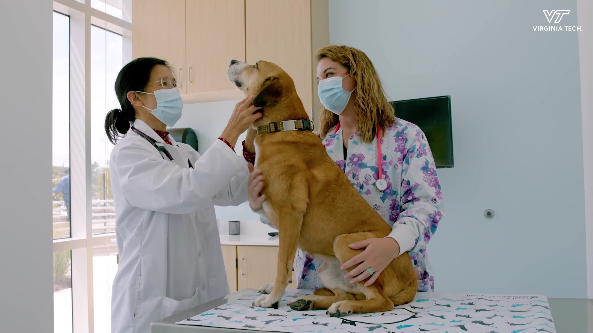 Animal Cancer Care and Research Center opens for
