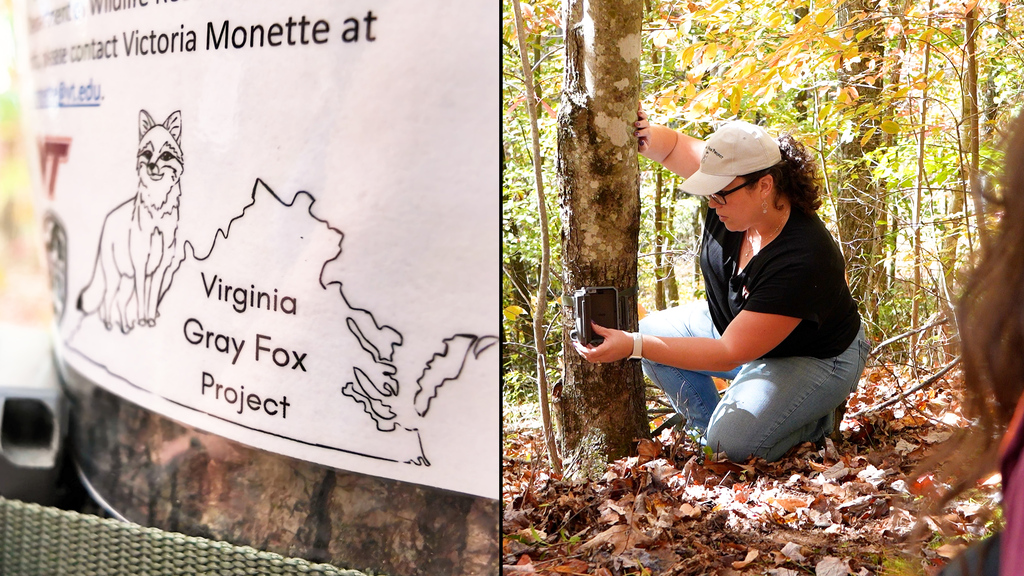 In search of the Virginia Gray Fox