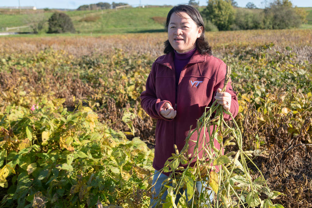 Virginia Tech researchers develop homegrown edamame 