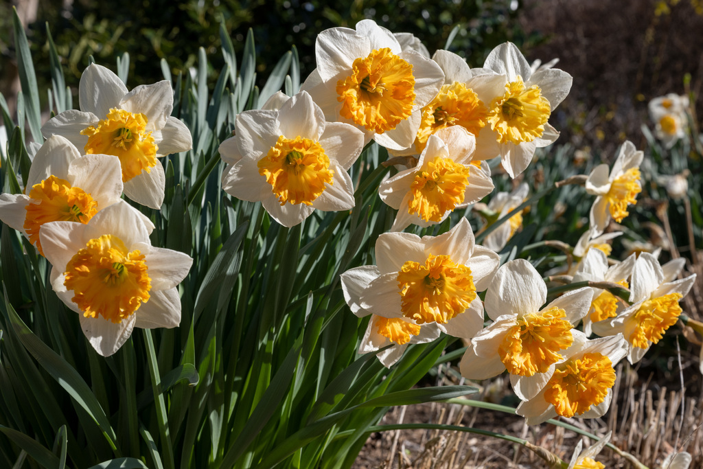The sights and sounds of springtime