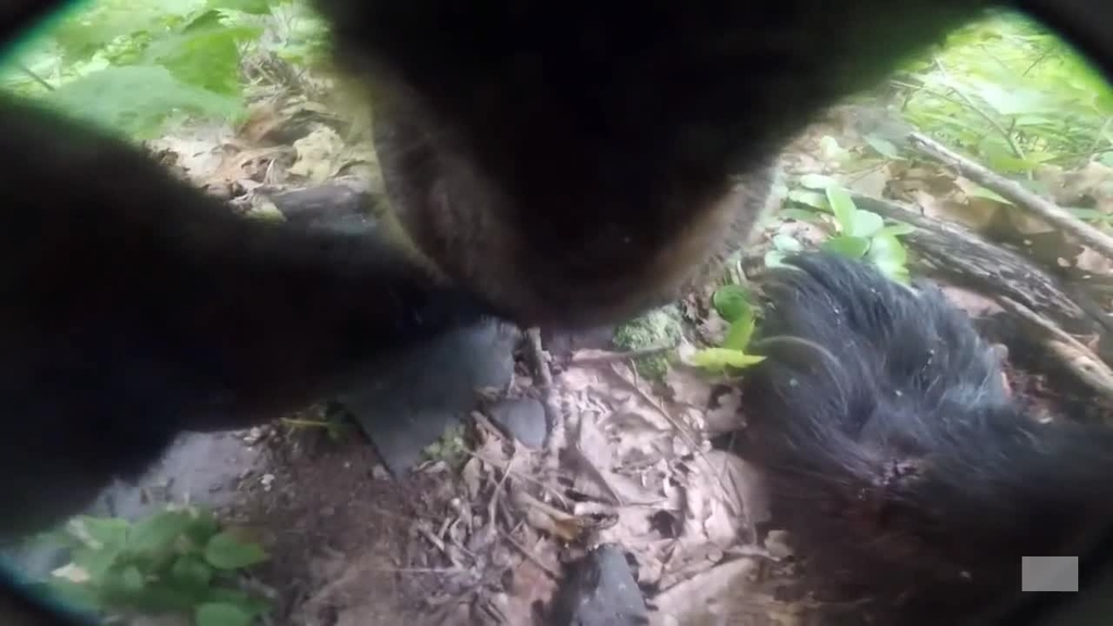 Bear Cam View