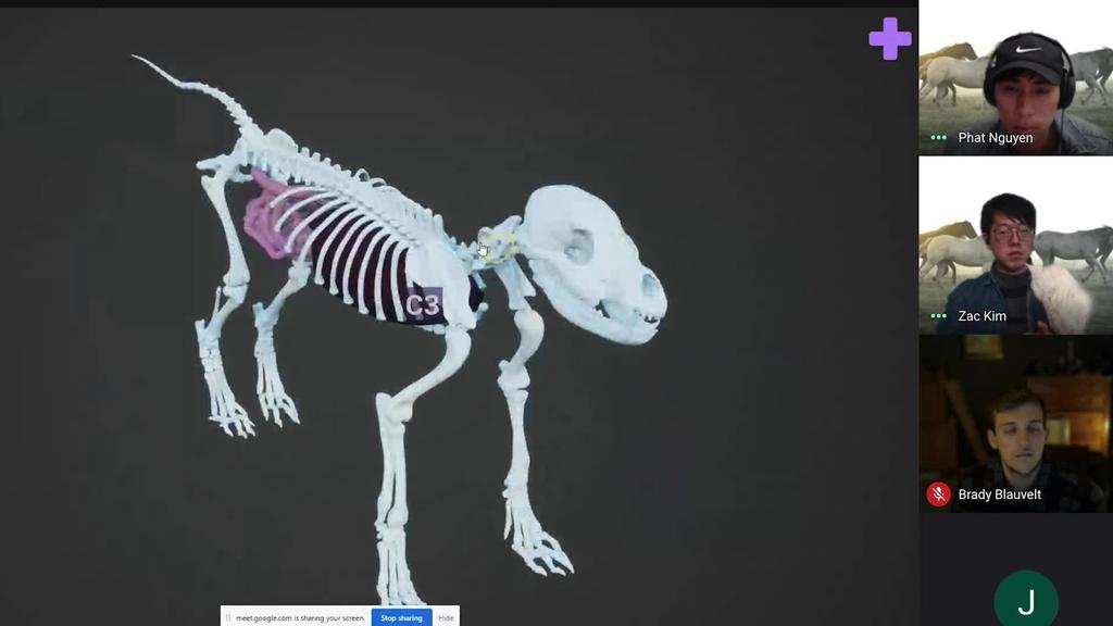 Project Develops 3D Technology For Veterinary Education