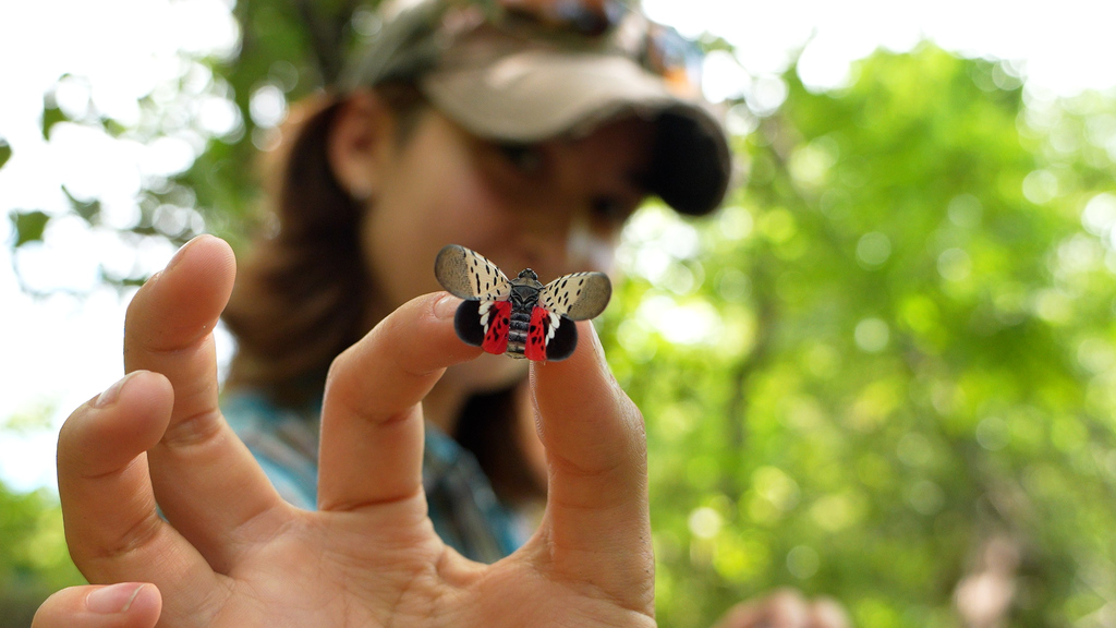 Using the spotted lanternfly to control a different kind of invasive species