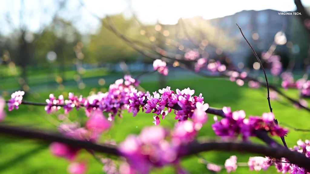 Springtime on the Drillfield