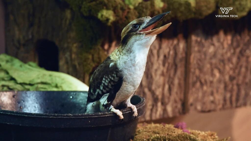 Veterinary professor, students care for exotic animals at SeaQuest Lynchburg