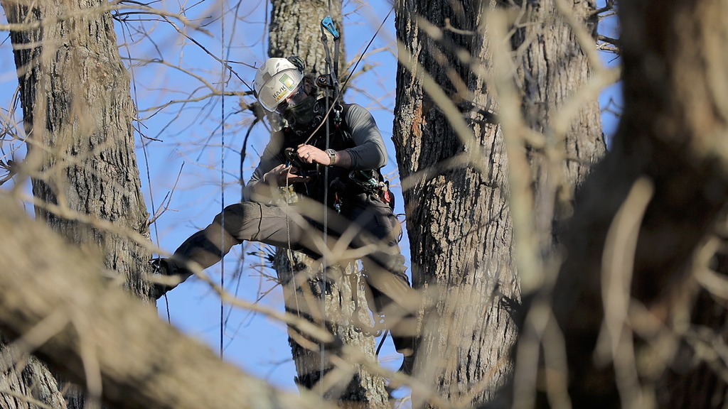 Cherished oak tree provides a learning opportunity