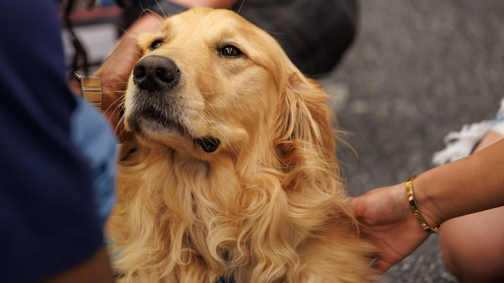 Meet the therapy dog having a 'paws-itive' impact on  D.C. Area graduate students