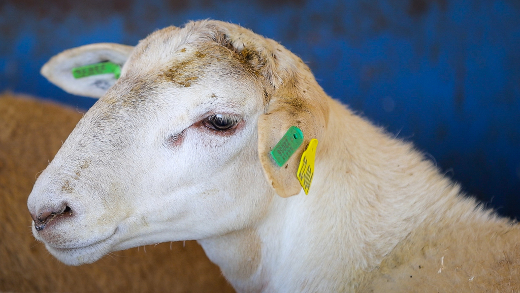 Evaluating ram lambs for parasite resistance