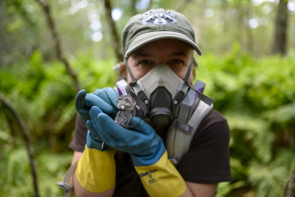 Virginia Tech students take part in wildlife field techniques course