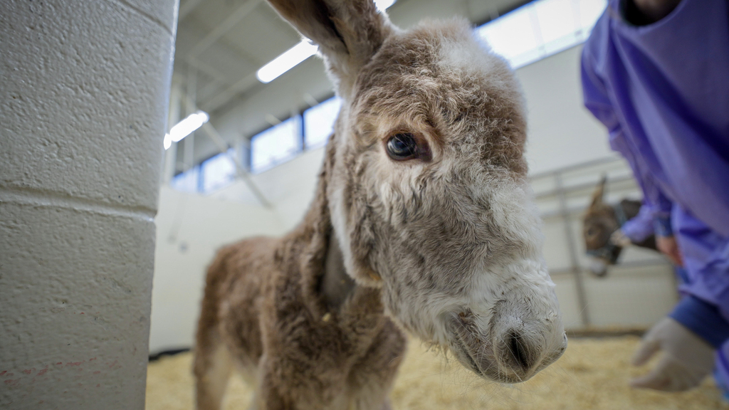 Hokie the donkey foal has a new lease on life