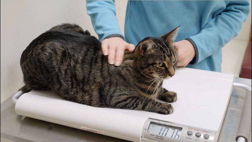 Feline Obesity Study