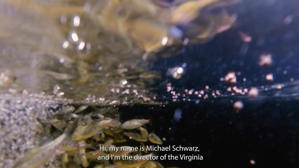 The Virginia Seafood AREC has a wide-ranging impact on the commonwealth’s fishing industries