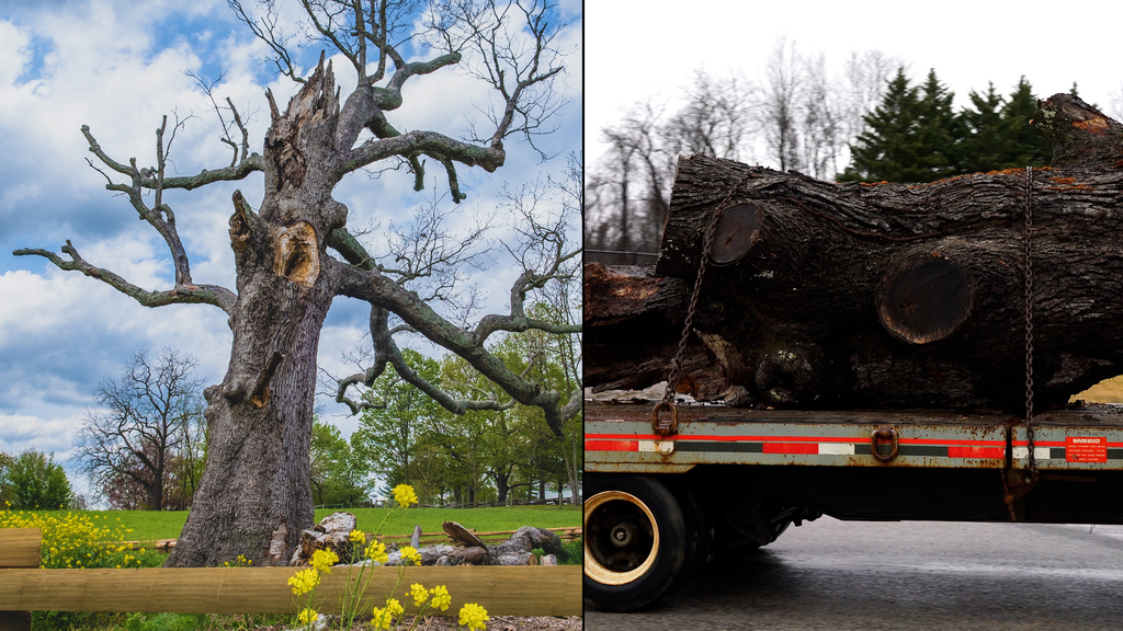 Work begins to memorialize the historic Merry Oak tree
