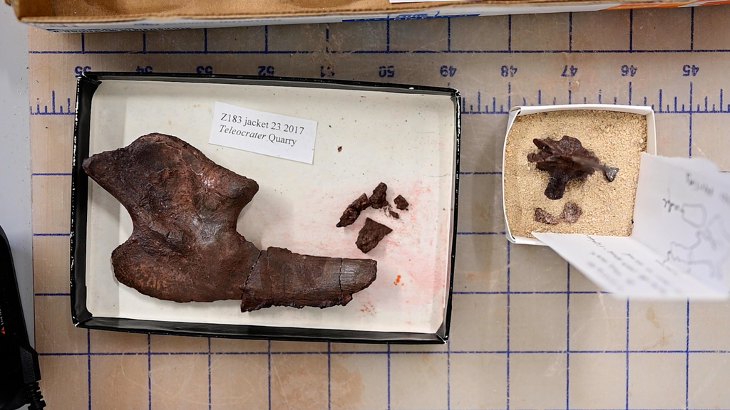 Preparing ancient fossils to become a modern digital exhibit