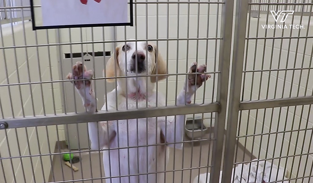 Helping shelter dogs shed their stress