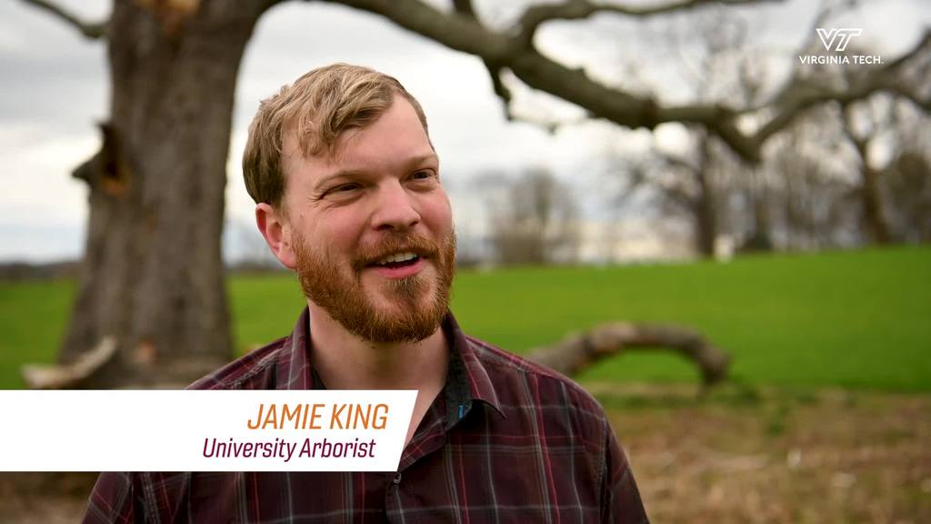 Tending to Virginia Tech's trees