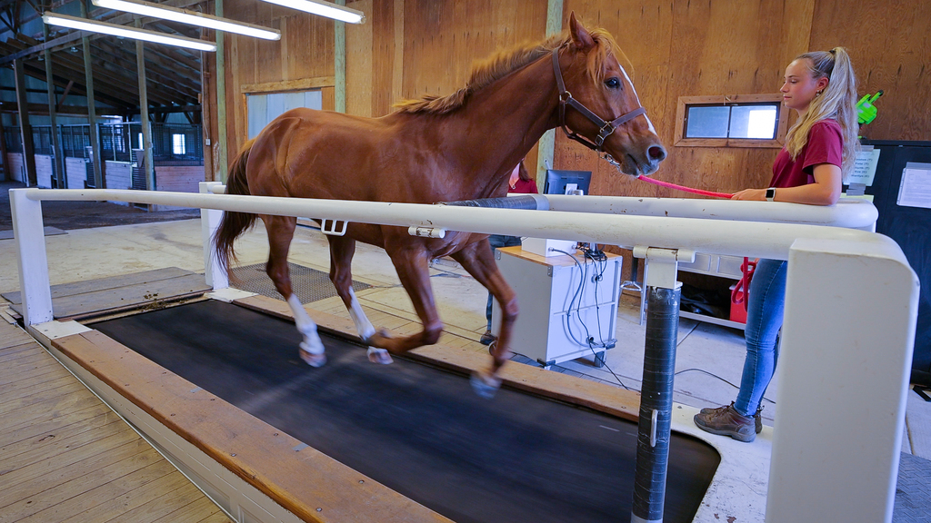 MARE Center advances the health and well-being of horses