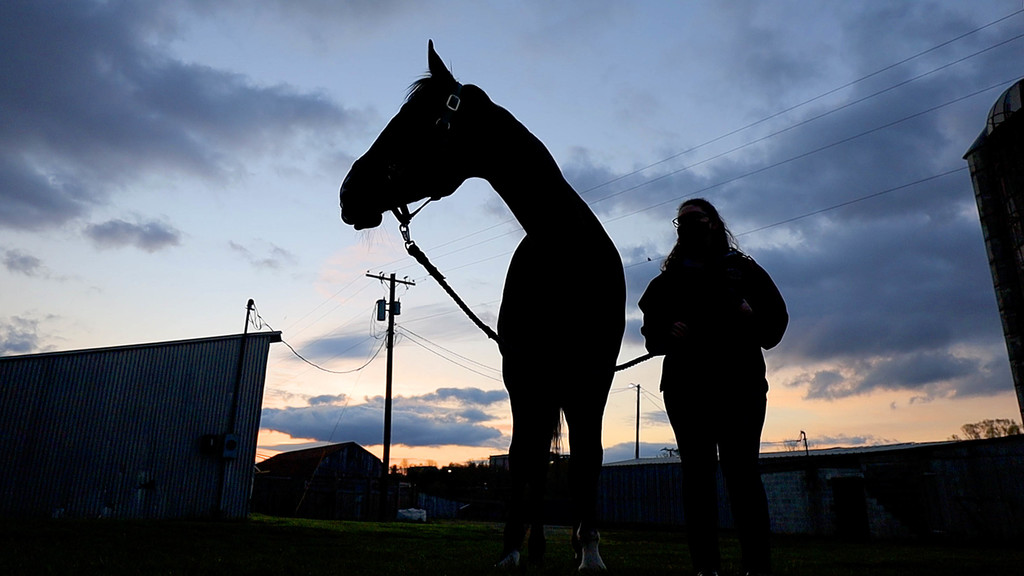 Volunteers learn new skills while caring for Hokie Horses