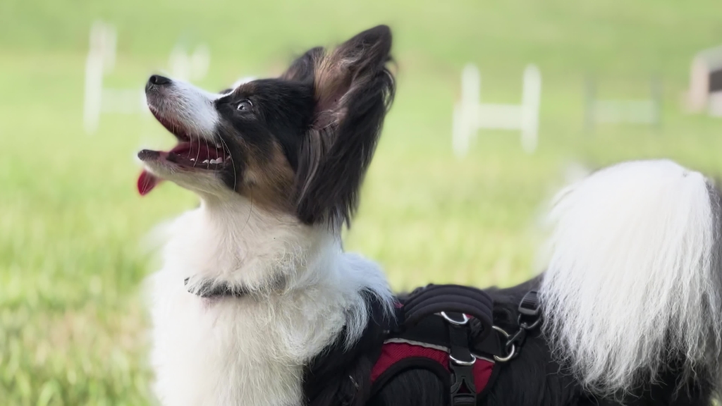 Veterinary Teaching Hospital care helps puppy ‘run like the wind’