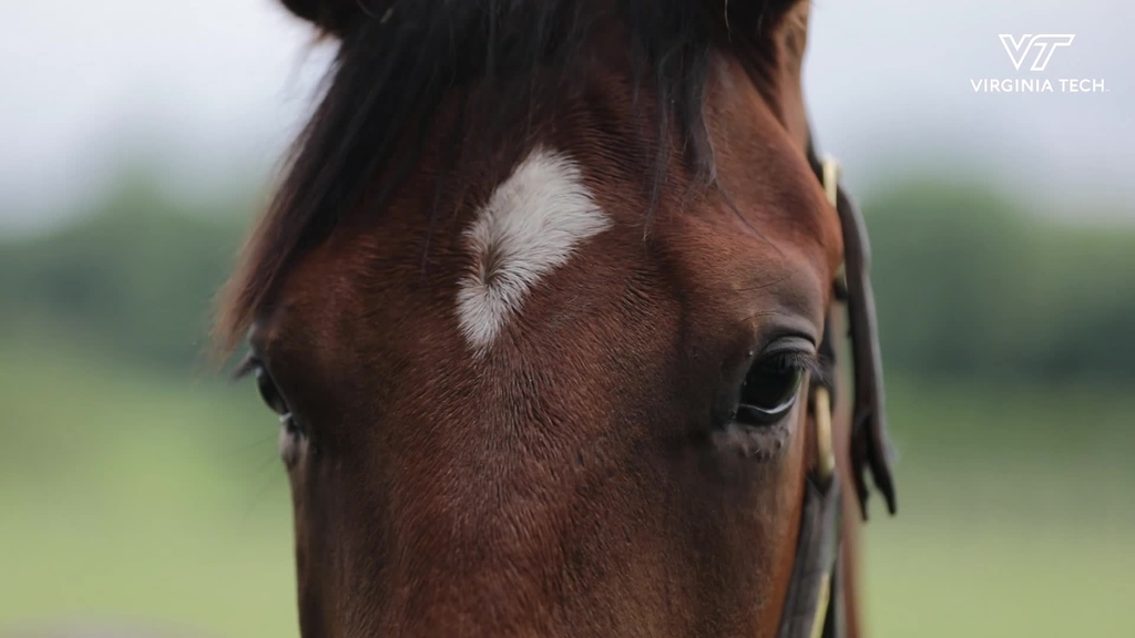 Virginia Tech's Marion duPont Scott Equine Medical Center saves Chanceland Farm foal