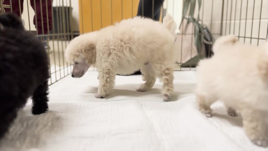 Ailing toy poodle recovers, delivers healthy puppies with Veterinary Teaching Hospital care