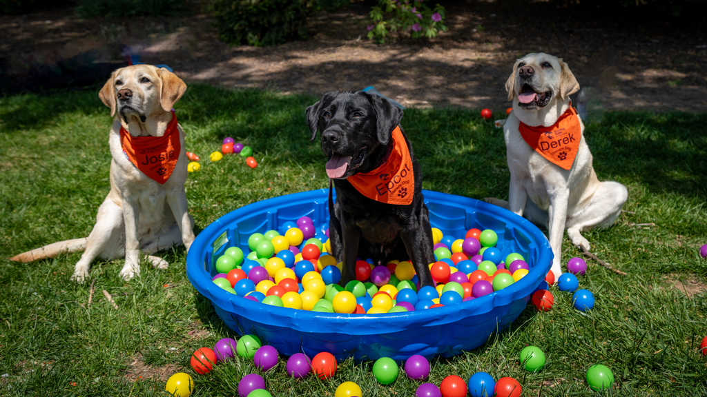 Celebrating National Therapy Animal Day with VT Therapy Dogs