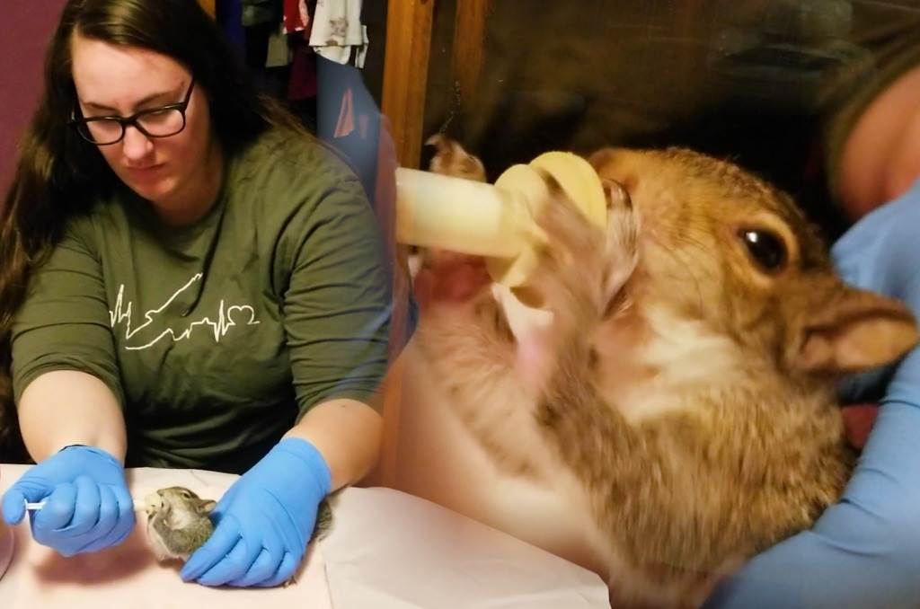 Student cares for wildlife from home to serve her community