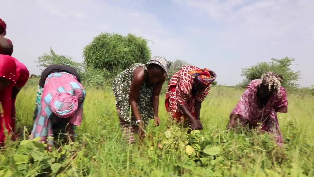 Growing sustainability - and mung beans - in Senegal