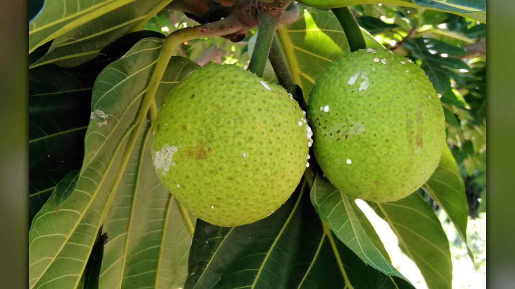 The breadfruit project: using superfood to combat malnutrition in Haiti
