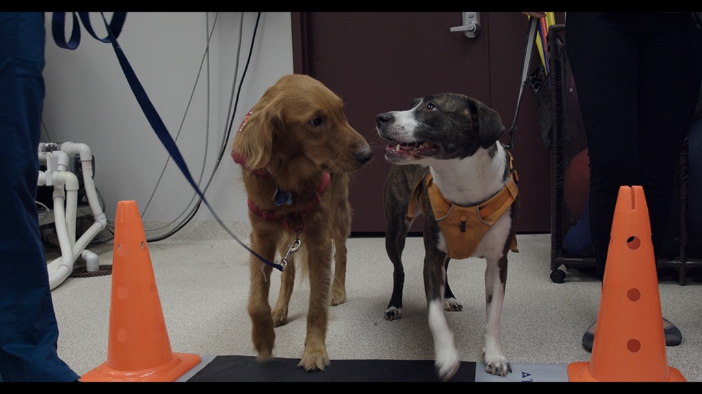 New pressure sensor walkway enhances canine gait analysis