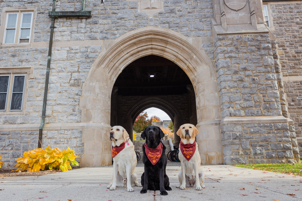 VT Therapy Dogs | "These dogs are a miracle."