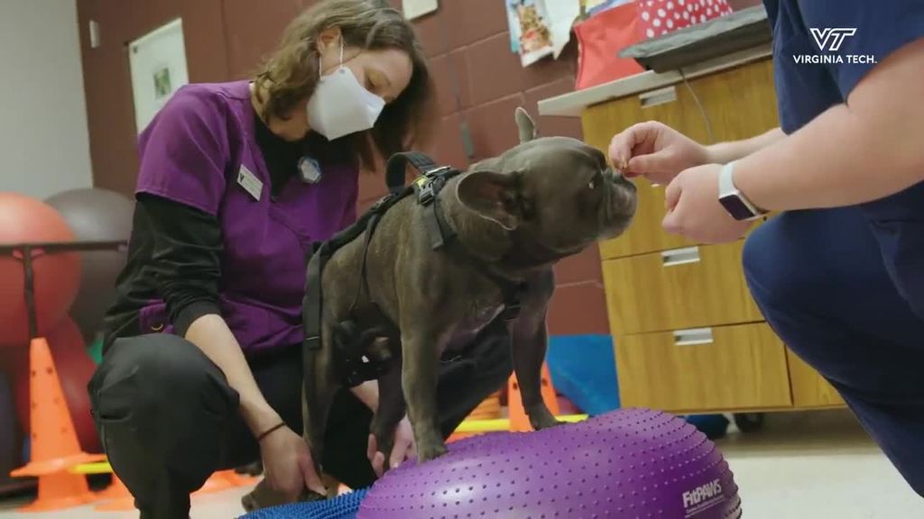Veterinary Teaching Hospital gets a new underwater treadmill