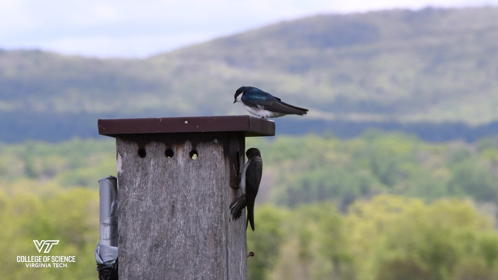 Swooping into Science: Tree Swallows and Bluebirds at Kentland Farms