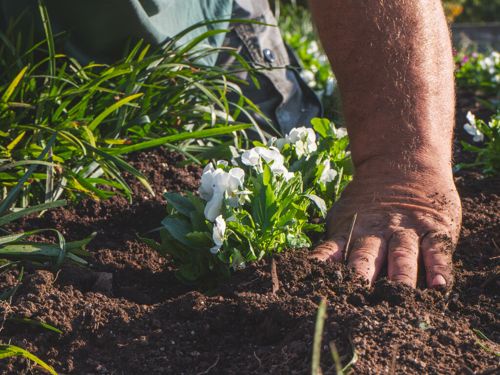Campus Beautification team plants fall flowers at Burruss Hall