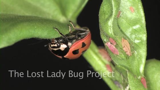 Ladybug Lost Watts Up With That